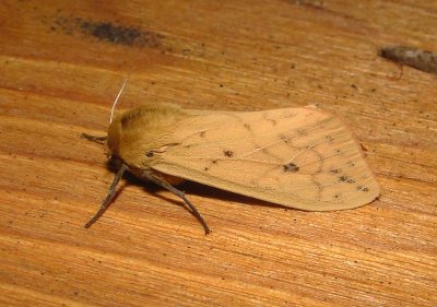 8129 – Pyrrharctia isabella – Isabella Tiger Moth  6-9-2011 Athol Ma.JPG