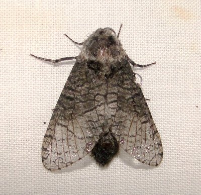 2694 – Prionoxystus macmurtrei – Little Carpenterworm Moth  6-9-2011 Athol Ma.JPG
