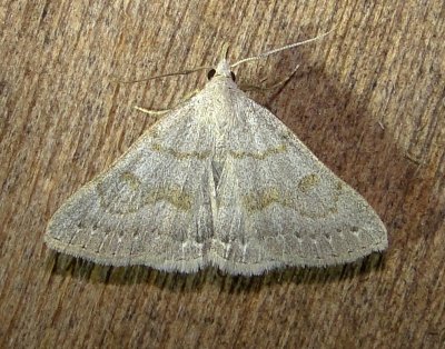 8355 – Chytolita morbidalis – Morbid Owlet Moth 6-11-2011 Athol Ma.JPG