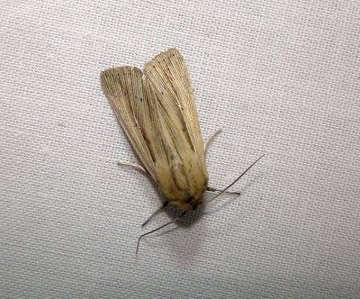 10445 – Leucania linda – Linda Wainscot Moth 6-6-2011 Athol Ma.JPG