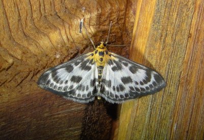 4952  Eurrhypara hortulata  Small Magpie Moth 6-18-2011 Athol Ma 2.JPG