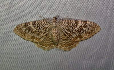 7292 E  Rheumaptera prunivorata  Fergusons Scallop Shell Moth June 18 2011 Athol Ma Mothball.JPG
