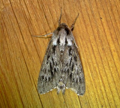 7817  Lapara bombycoides  Northern Pine Sphinx Moth June 18 2011 Athol Ma mothball.JPG