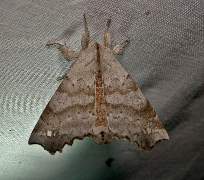 7665  Olceclostera angelica  Angel Moth June 19-2011 Athol Ma.JPG