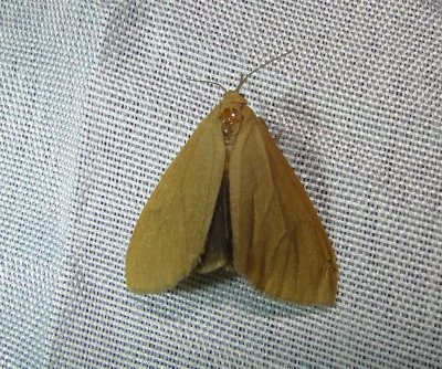 8118  Virbia opella  Tawny Holomelina Moth june 18-2011 Athol Ma.JPG