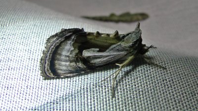 8904  Chrysanympha formosa  Formosa Looper Moth.JPG