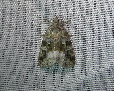 9047  Protodeltote muscosula  Large Mossy Lithacodia Moth June 18-2011 Athol Ma Mothball.JPG