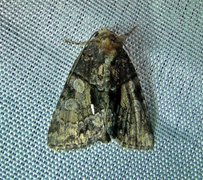 9556  Chytonix palliatricula  Cloaked Marvel Moth june 18 2011 Athol Ma Mothball.JPG