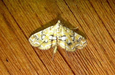 4748 – Elophila icciusalis – Pondside Pyralid Moth 6-21-2011 Athol Ma.JPG