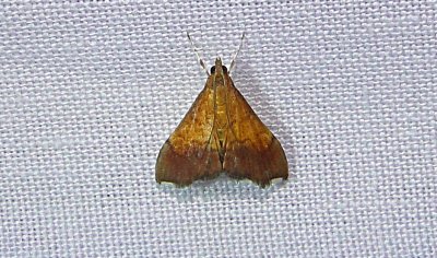 5040 – Pyrausta bicoloralis – Bicolored Pyrausta Moth June 21 2011 Athol Ma.JPG