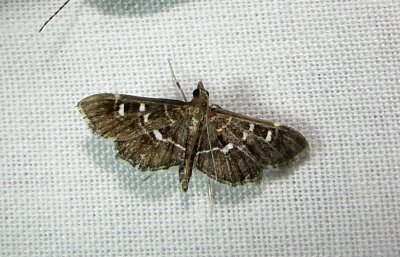 5175 – Diathrausta harlequinalis – Harlequin Webworm Moth June 21 2011 Athol Ma.JPG