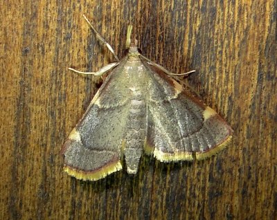 5533 – Dolichomia olinalis – Yellow-fringed Dolichomia Moth June 21 2011 Athol Ma.JPG