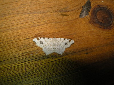 6326 B – Macaria aemulataria – Common Angle Moth June-21-2011 Athol Ma.JPG