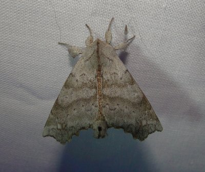 7665 – Olceclostera angelica – Angel Moth June 21 2011 Athol Ma.JPG