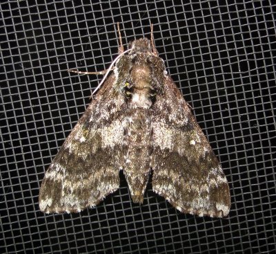 7784 – Dolba hyloeus – Pawpaw Sphinx Moth June-21-2011 Ahol Ma.JPG