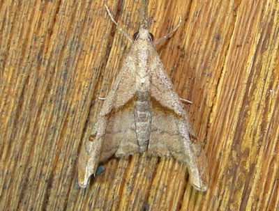 8397 – Palthis angulalis – Dark-spotted Palthis Moth June 21 2011 Athol Ma.JPG
