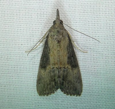 8465 – Hypena scabra – Green Cloverworm Moth June 21 2011 Athol Ma.JPG