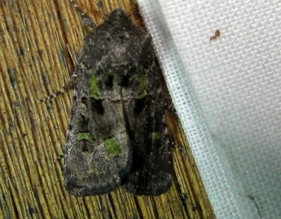 10397 – Lacinipolia renigera – Bristly Cutworm Moth June 20 2011 Athol Ma.JPG