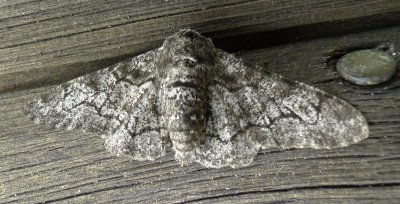 6640 B – Biston betularia – Peppered Moth June 25 2011 Athol Ma.JPG