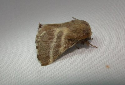 7701 – Malacosoma americana – Eastern Tent Caterpillar Moth June 26 2011 Athol Ma (1).JPG