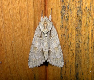 9236  Acronicta morula  Ochre Dagger June 26 2011 Athol Ma.JPG