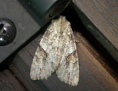 10291  Morrisonia latex  Fluid Arches Moth june 26 2011 Athol ma.JPG