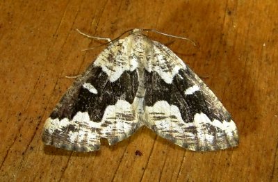 6863 E  Caripeta divisata  Gray Spruce Looper July 18 2011 Athol Ma  (2).JPG