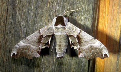7821 – Smerinthus jamaicensis – Twin-spotted Sphinx Moth July 18 2011 (1).JPG