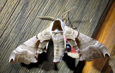 7821 – Smerinthus jamaicensis – Twin-spotted Sphinx Moth July 18 2011 (2).JPG