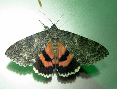 8805  Catocala unijuga  Once-married Underwing July 18 2011 Athol Ma (1).JPG