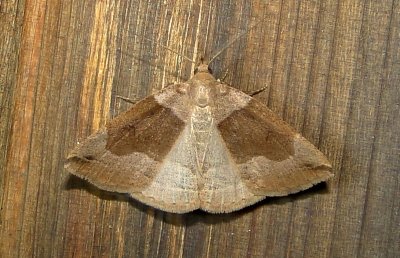 8345 Zanclognatha laevigata Variable Zanclognatha July 16 2011 Athol Ma.JPG