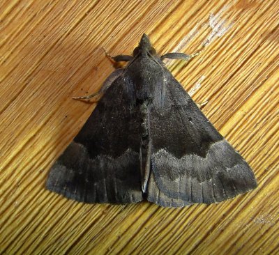 8447  Hypena madefactalis  Gray-edged Bomolocha Moth 6-8-2011Athol Ma.JPG