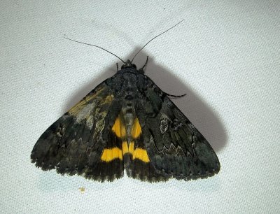8775– Catocala antinympha– Sweetfern Underwing - July26 2011 Athol Ma (4).JPG