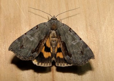 8864– Catocala grynea– Woody Underwing Moth  July 24 2011 Athol Ma  (6).JPG