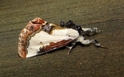 9299  Eudryas unio  Pearly Wood-nymph July 23 2011_athol_ma.JPG