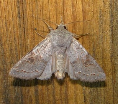 10490  Orthosia revicta  Subdued Quaker April 25 2011 Athol Ma (1).JPG