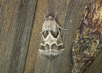 11135– Schinia rivulosa– Ragweed Flower Moth July 28 2011 Athol Ma  (3).JPG