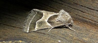 11135– Schinia rivulosa– Ragweed Flower Moth July 28 2011 Athol Ma  (4).JPG