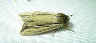 10434– Dargida rubripennis– Pink Streak Moth  July 30 2011 Athol Ma (26).JPG
