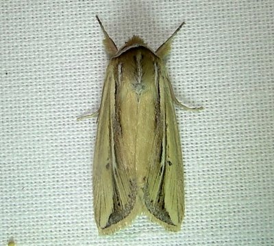 10434– Dargida rubripennis– Pink Streak Moth  July 30 2011 Athol Ma (28).JPG