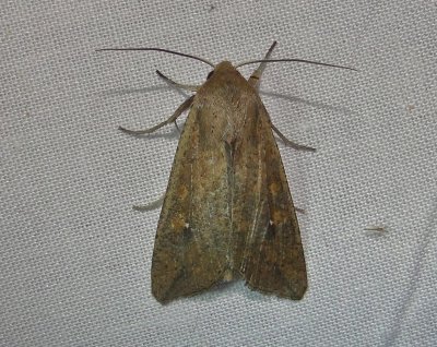 10438– Mythimna unipuncta– Armyworm Moth  July 29 2011 Athol Ma (6).JPG