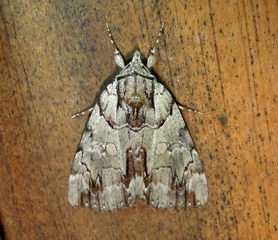 8865 Catocala praeclara Praeclara Underwing August 2 2011 Athol Ma (2).JPG