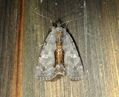 8864 Catocala grynea Woody Underwing Moth  July 24 2011 Athol Ma  (1).JPG