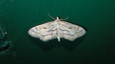 4761 Parapoynx badiusalis Chestnut-marked Pondweed Moth  August 8 2011 Camden - Knox Co - Me (26).JPG