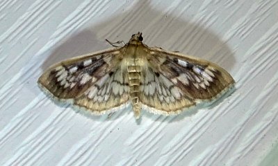 5277  Herpetogramma thestealis  Zigzag Herpetogramma August 8 2011 Camden - Knox Co - Me (27).JPG