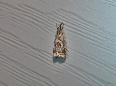 5420  Microcrambus elegans  Elegant Grass-veneer August 8 2011 Camden - Knox Co - Me (20).JPG