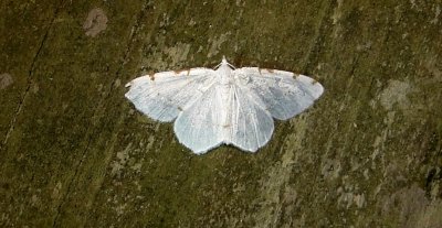 6273, Itame pustularia, lesser maple spanworm  August 8 2011 Camden - Knox Co - Me (3).JPG