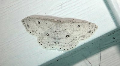 7139 E  Cyclophora pendulinaria  Sweetfern Geometer  August 8 2011 Camden - Knox Co - Me (33).JPG