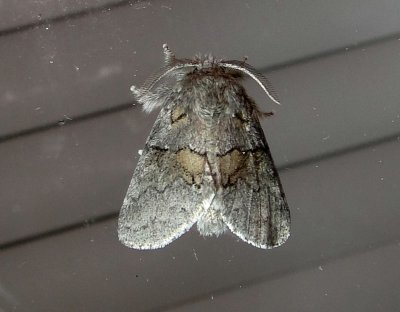 7933  Gluphisia avimacula  Four-spotted Gluphisia August 8 2011 Camden - Knox Co - Me (13).JPG