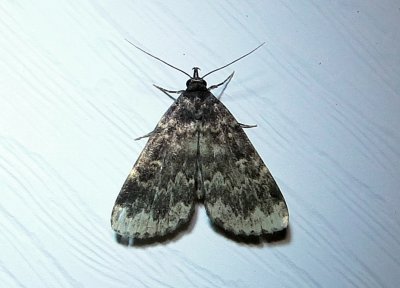 8334 Idia lubricalis Glossy Black Idia August 8 2011 Camden - Knox Co - Me (22).JPG